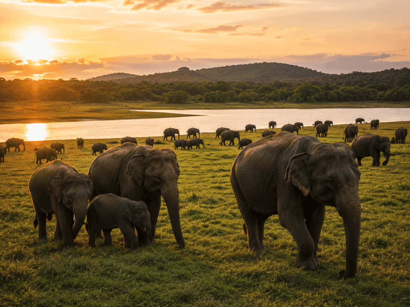 Minneriya National Park
